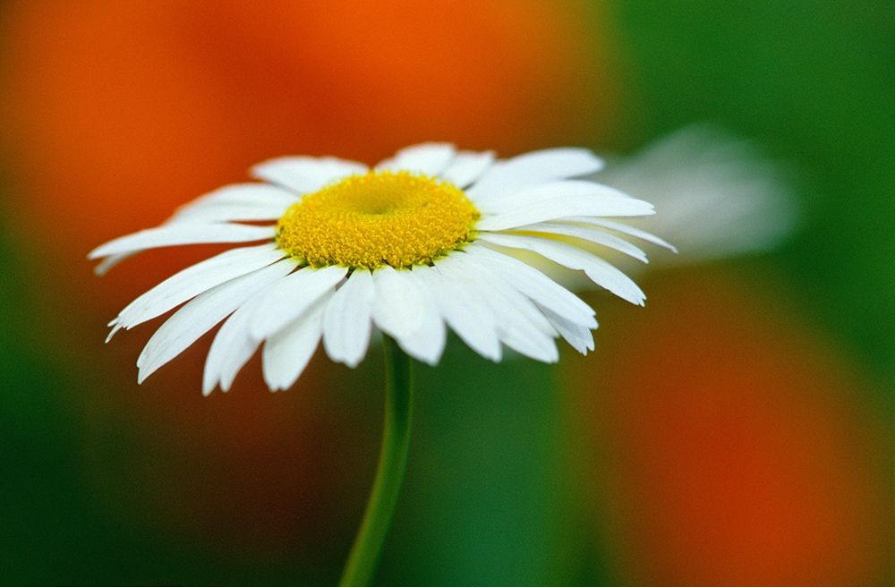 Canada-Manitoba-Winnipeg Common daisy flower close-up art print by Jaynes Gallery for $57.95 CAD